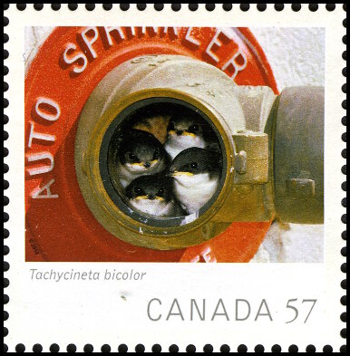 Timbre Canada Y&T N2528