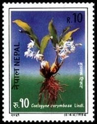 Timbre Népal Y&T N°538 Timbre Népal Y&T N°538